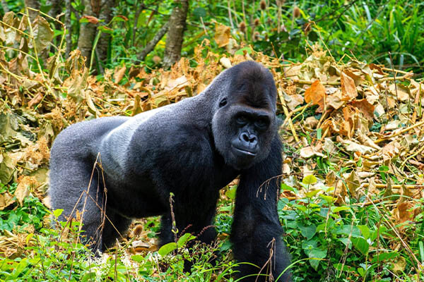  Gorilla Trekking in Volcanoes National Park