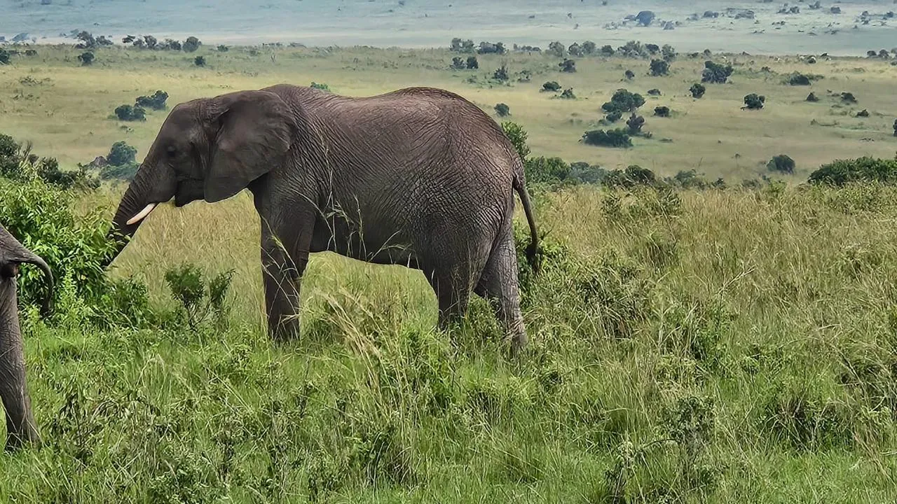 Maasai Mara Experience