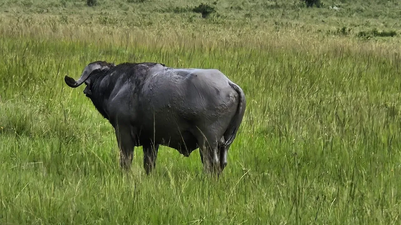 Maasai Mara Experience