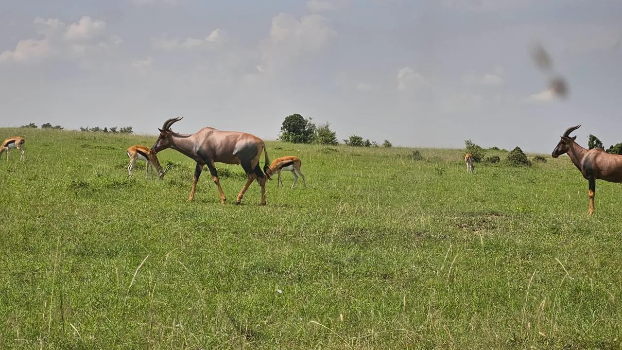 Maasai Mara Experience