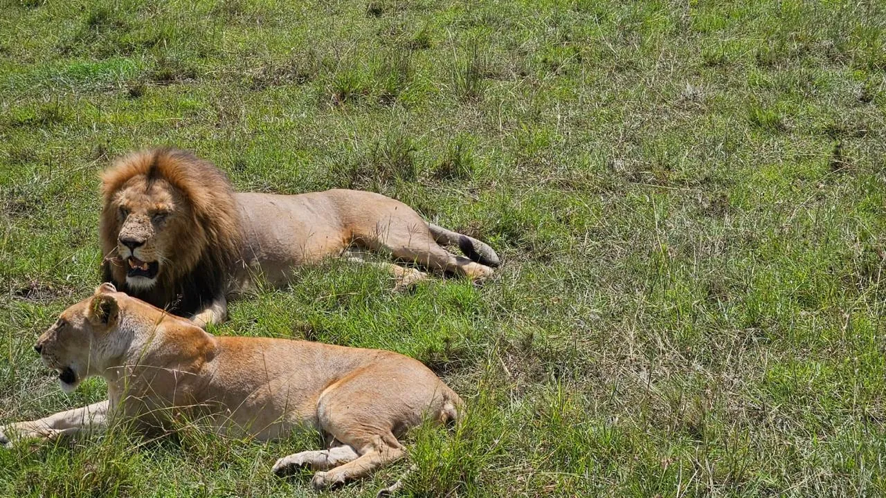 Maasai Mara Experience