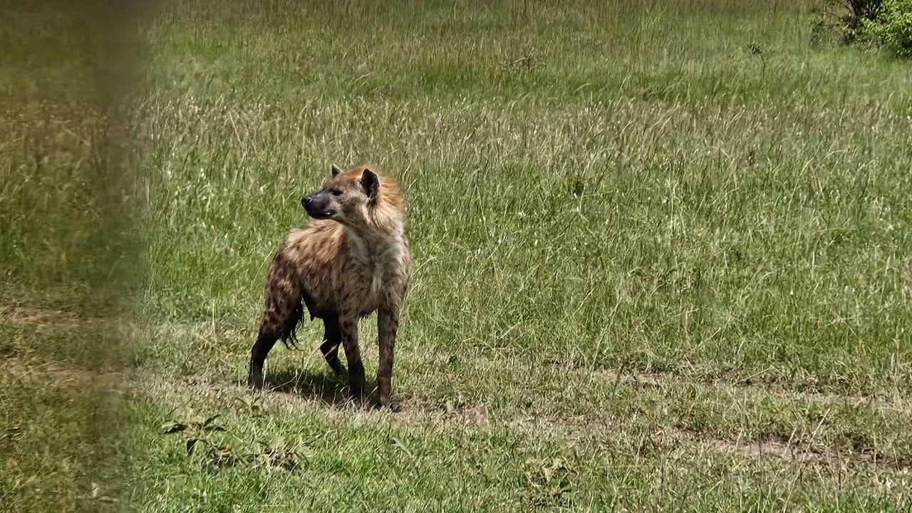 Maasai Mara Experience