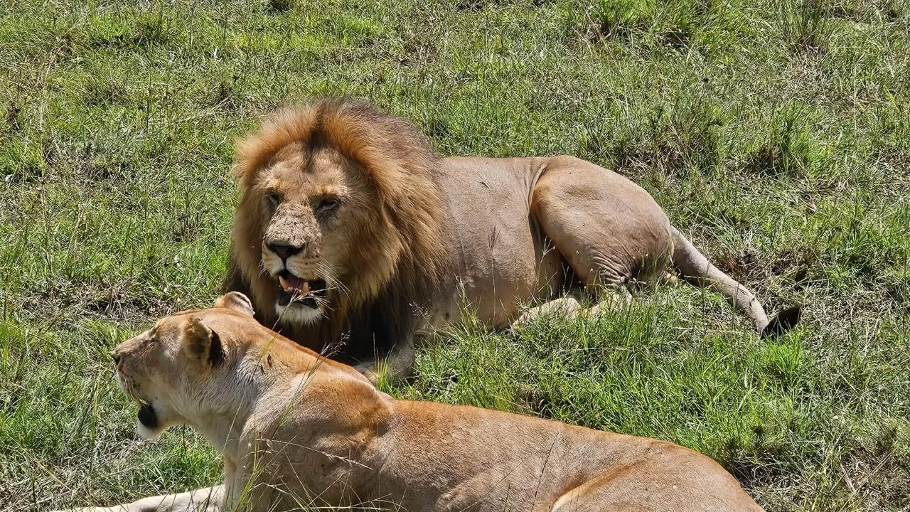 Maasai Mara Experience