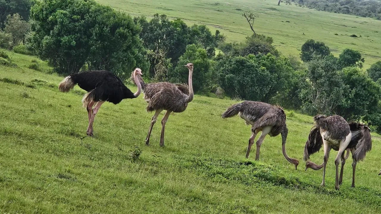 Maasai Mara Experience