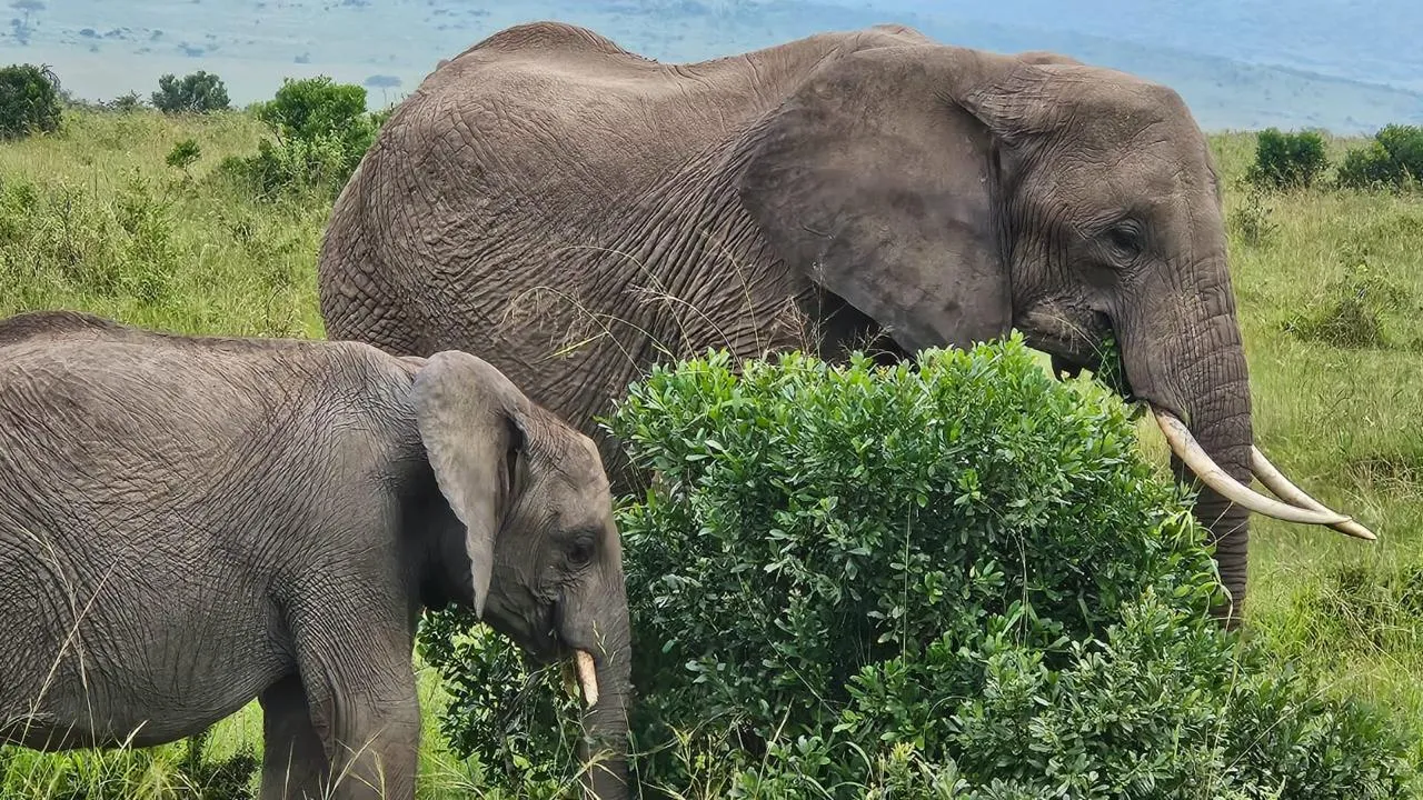 Maasai Mara Experience