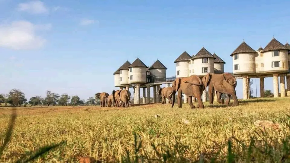 Untamed Majesty of Tsavo National Park