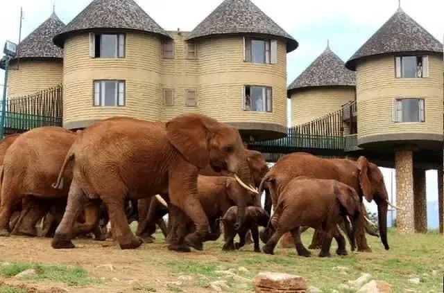 Untamed Majesty of Tsavo National Park