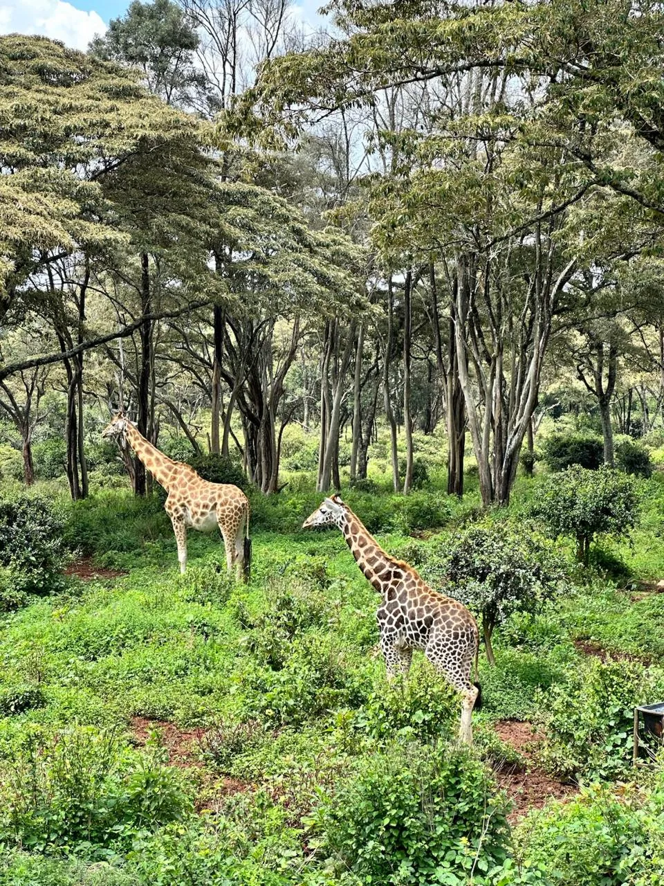 Nairobi Giraffe Centre