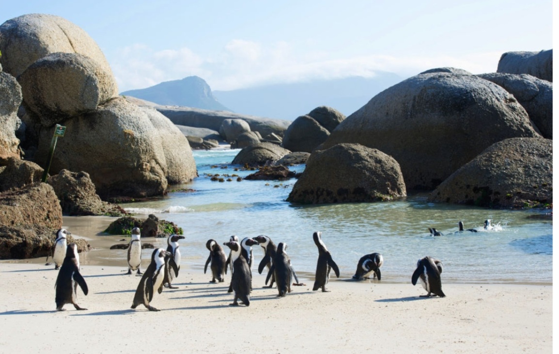 African penguins 