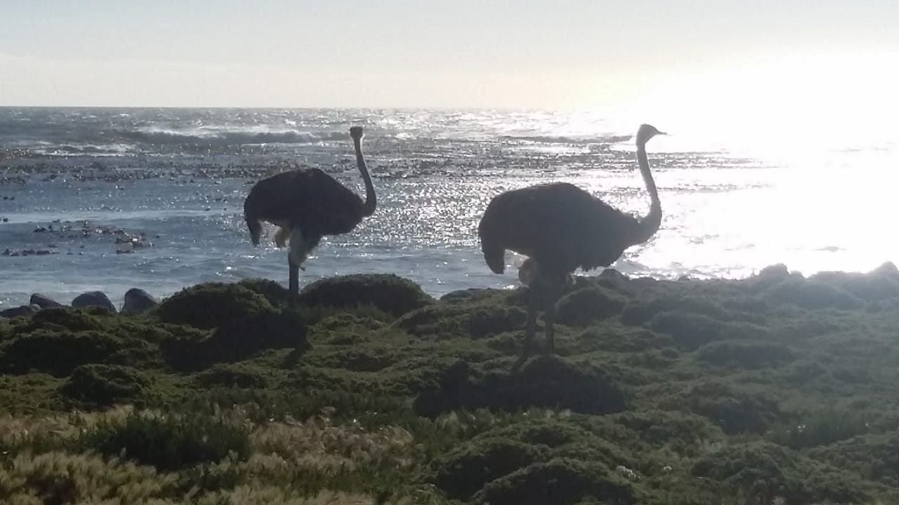 cape of good hope 