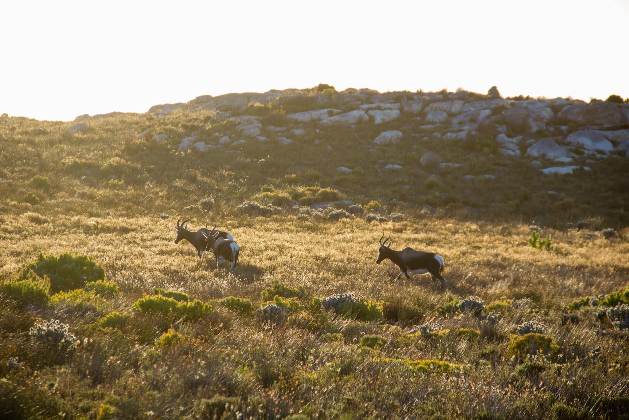 The cape   point Bontebok 