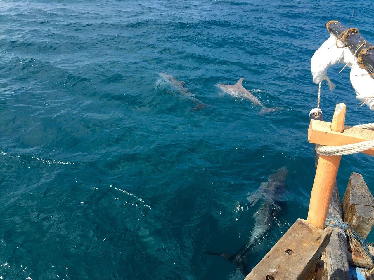 DIANI DOLPHIN AND GAME DRIVE TOUR  