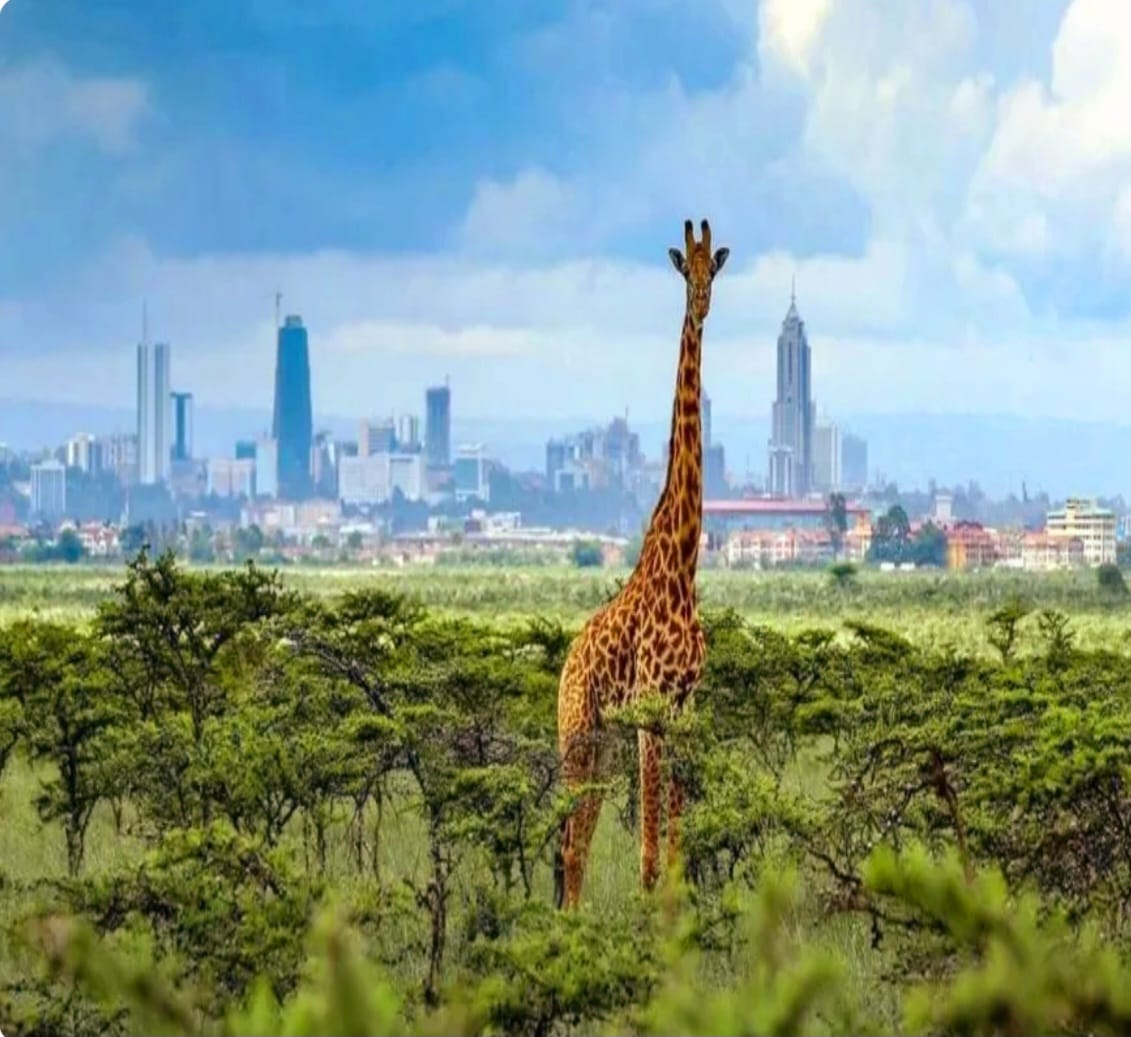 HALF-DAY NAIROBI NATIONAL PARK 