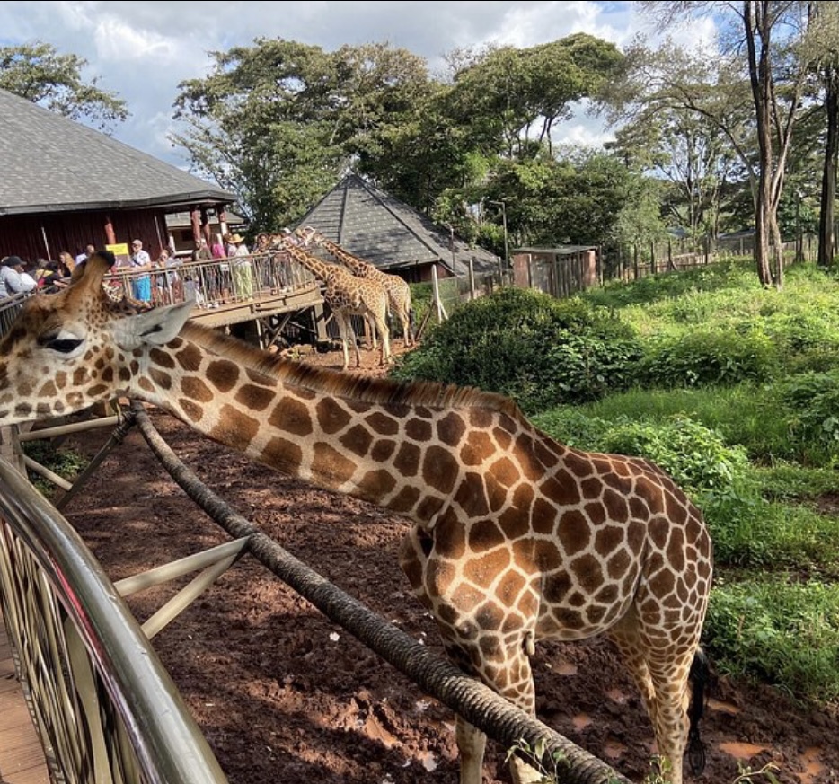 NAIROBI CITY TOUR -GIRAFFE ENCOUNTER & BOMAS OF KE...