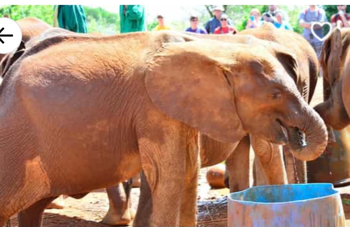 NAIROBI GAME DRIVE,ELEPHANT ORPHANAGE & KAREN BLIX...